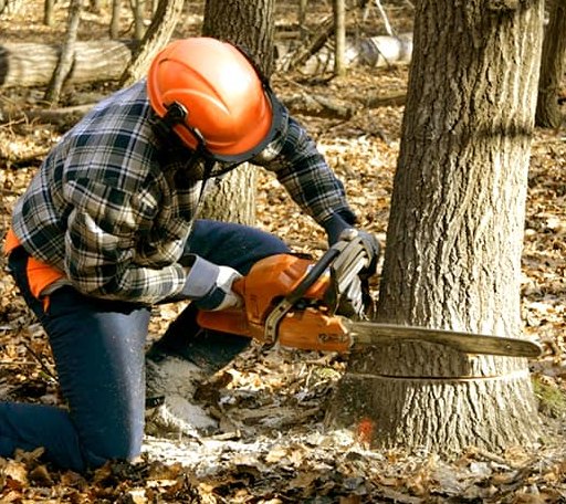 Tree Removal in South Vienna, OH